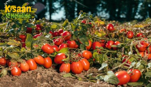 किलोफार्म्स पार्टनर के साथ निंजाकार्ट ने सफलतापूर्वक अवशेष मुक्त टमाटर का पहला सेट तैयार किया किलोफार्म्स पार्टनर के साथ निंजाकार्ट ने सफलतापूर्वक अवशेष मुक्त टमाटर का पहला सेट तैयार किया